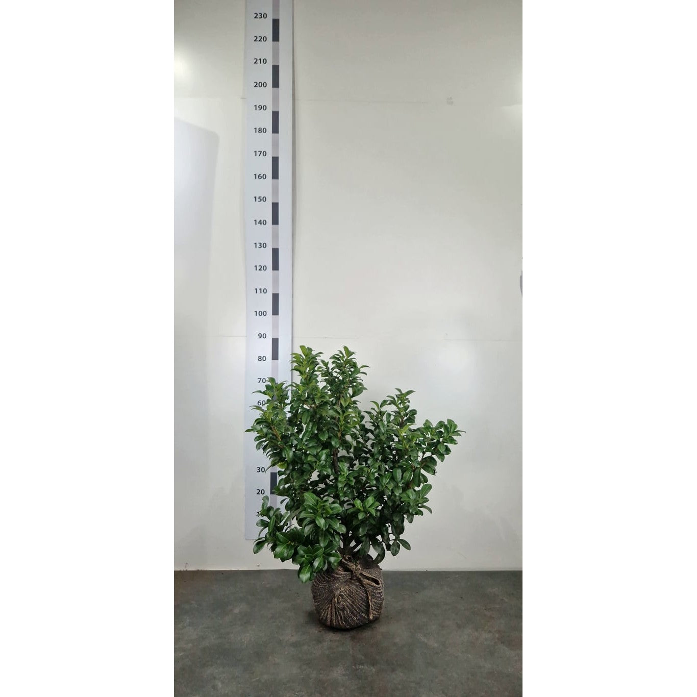 Lagerkörsbär – Prunus laurocerasus 'Ani' - 80-100 CM RB